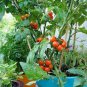 Husky Cherry Red Tomato 100 PCS Seeds