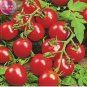 Husky Cherry Red Tomato 100 PCS Seeds
