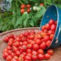 Husky Cherry Red Tomato 100 PCS Seeds