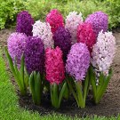 Hyacinth Bulb 1 piece 1 PCS Seeds Hyacinth Bulb 1 piece 1 PCS Seeds