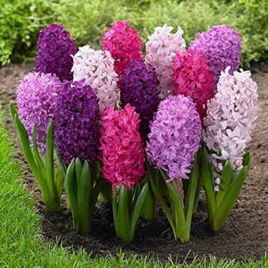 Hyacinth Bulb 1 piece 1 PCS Seeds