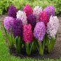 Hyacinth Bulb 1 piece 1 PCS Seeds