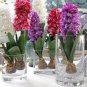 Hyacinth Bulb 1 piece 1 PCS Seeds