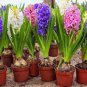 Hyacinth Bulb 1 piece 1 PCS Seeds