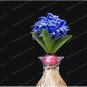 Hyacinth Bulb 1 piece 1 PCS Seeds