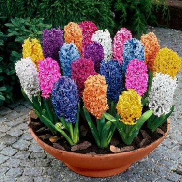 Hyacinth Seeds Mixed Colorful Flowers 300 PCS Seeds