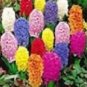 Hyacinth Seeds Mixed Colorful Flowers 300 PCS Seeds
