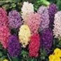 Hyacinth Seeds Mixed Colorful Flowers 300 PCS Seeds
