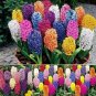 Hyacinth Seeds Mixed Colorful Flowers 300 PCS Seeds