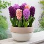Hyacinthus Orientalis 100 PCS Seeds