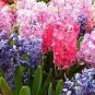 Hyacinthus Orientalis 100 PCS Seeds