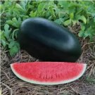 Hybrid Black Skin Oval Shape Watermelon 10 PCS Seeds