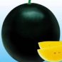 Hybrid Black Skin Round Shape Yellow Meat Seedless Watermelon 10 PCS Seeds