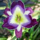 Hybrid Daylily Flower Seeds Dark Purple Double Flowers 150 PCS Seeds Hybrid Daylily Flower Seeds Dark Purple Double Flowers 150 PCS Seeds