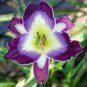 Hybrid Daylily Flower Seeds Dark Purple Double Flowers 150 PCS Seeds