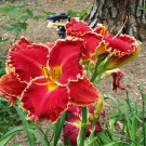 Hybrid Daylily Flowers 100 PCS Seeds