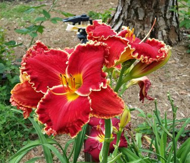 Hybrid Daylily Flowers 100 PCS Seeds