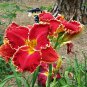 Hybrid Daylily Flowers 100 PCS Seeds