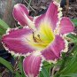 Hybrid Daylily Flowers 100 PCS Seeds