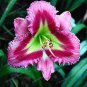 Hybrid Daylily Flowers 100 PCS Seeds