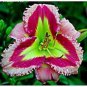 Hybrid Daylily Flowers 100 PCS Seeds