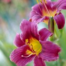 Hybrid Daylily Flowers Seeds Blackish Purple Double Flowers with White Edge 120 PCS Seeds