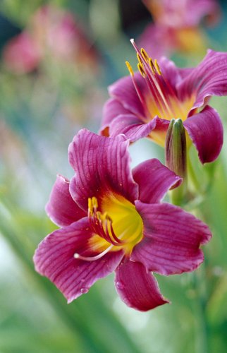 Hybrid Daylily Flowers Seeds Blackish Purple Double Flowers with White Edge 120 PCS Seeds