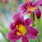 Hybrid Daylily Flowers Seeds Blackish Purple Double Flowers with White Edge 120 PCS Seeds