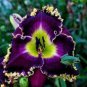Hybrid Daylily Flowers Seeds Blackish Purple Double Flowers with White Edge 120 PCS Seeds