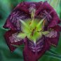 Hybrid Daylily Flowers Seeds Blackish Purple Double Flowers with White Edge 120 PCS Seeds