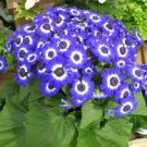 Hybrid F1 Dark Purple Florist's Cineraria (Pericallis hybrida) 40 PCS Seeds