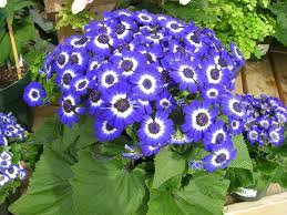 Hybrid F1 Dark Purple Florist's Cineraria (Pericallis hybrida) 40 PCS Seeds