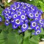 Hybrid F1 Dark Purple Florist's Cineraria (Pericallis hybrida) 40 PCS Seeds