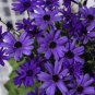 Hybrid F1 Dark Purple Florist's Cineraria (Pericallis hybrida) 40 PCS Seeds