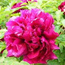 Hybrid F1 Peony Seeds Orange Red & Purple Blue Double Big Blooms Flowers 10 PCS Seeds Hybrid F1 Peony Seeds Orange Red & Purple Blue Double Big Blooms Flowers 10 PCS Seeds