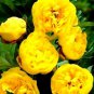 Hybrid F1 Peony Seeds Orange Red & Purple Blue Double Big Blooms Flowers 10 PCS Seeds