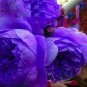 Hybrid F1 Peony Seeds Orange Red & Purple Blue Double Big Blooms Flowers 10 PCS Seeds