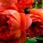 Hybrid F1 Peony Seeds Orange Red & Purple Blue Double Big Blooms Flowers 10 PCS Seeds