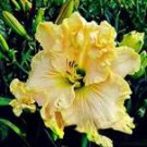 Hybrid Mix Daylily Flowers Seed Colour Hybrid Hemerocallis 100 PCS Seeds