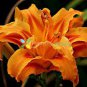 Hybrid Mix Daylily Flowers Seed Colour Hybrid Hemerocallis 100 PCS Seeds
