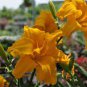Hybrid Mix Daylily Flowers Seed Colour Hybrid Hemerocallis 100 PCS Seeds