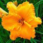 Hybrid Mix Daylily Flowers Seed Colour Hybrid Hemerocallis 100 PCS Seeds