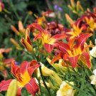 Hybrid Mix Yellow Daylily Flowers Plants Rare Colour 50 PCS Seeds