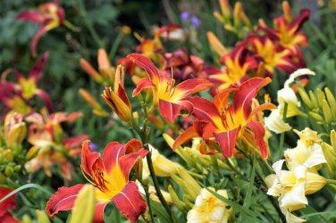 Hybrid Mix Yellow Daylily Flowers Plants Rare Colour 50 PCS Seeds