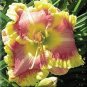 Hybrid Mix Yellow Daylily Flowers Plants Rare Colour 50 PCS Seeds