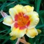 Hybrid Mix Yellow Daylily Flowers Plants Rare Colour 50 PCS Seeds