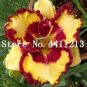 Hybrid Mix Yellow Daylily Flowers Plants Rare Colour 50 PCS Seeds