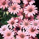 Hybrid New Light Rose Pink Bellis perennis Daisy Flower 50 PCS Seeds Hybrid New Light Rose Pink Bellis perennis Daisy Flower 50 PCS Seeds