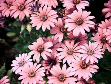 Hybrid New Light Rose Pink Bellis perennis Daisy Flower 50 PCS Seeds