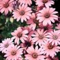Hybrid New Light Rose Pink Bellis perennis Daisy Flower 50 PCS Seeds